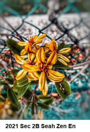 Yellow-orange flower cluster with green leaves against a blurred chain-link fence.